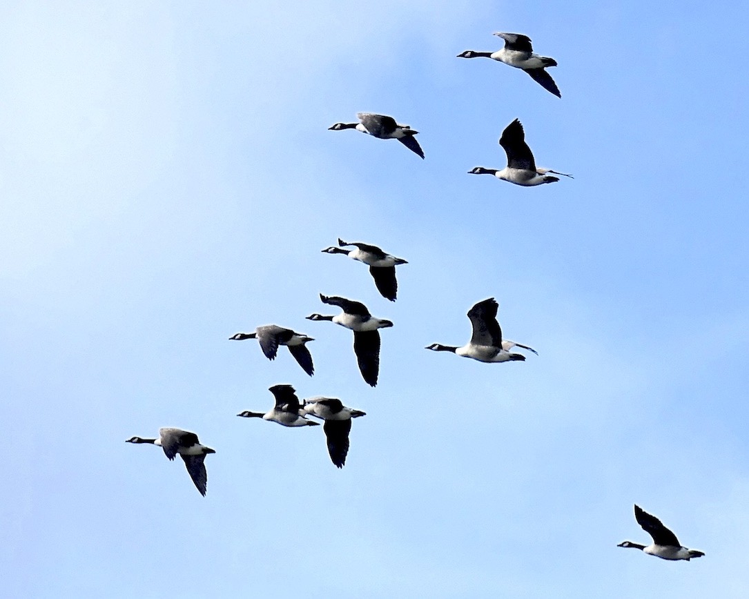 Canada goose